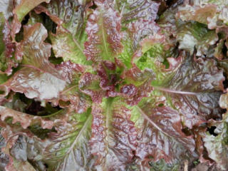 Bio Schnittsalat Redbone - Produktbild 3