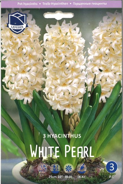 Treib Hyazinthe White Peearl