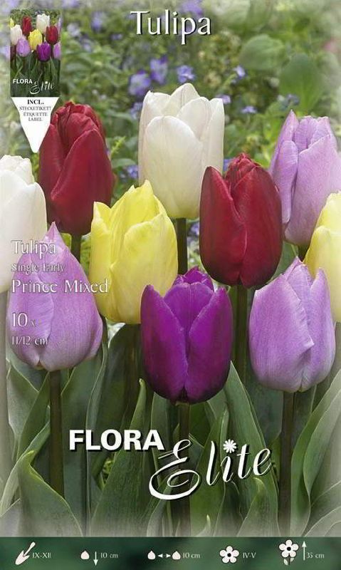 Tulpe Frühe Prince Mischung 11/12