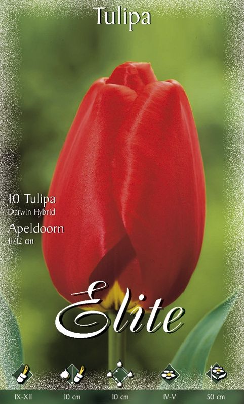 Tulpe Darwin Apeldoorn