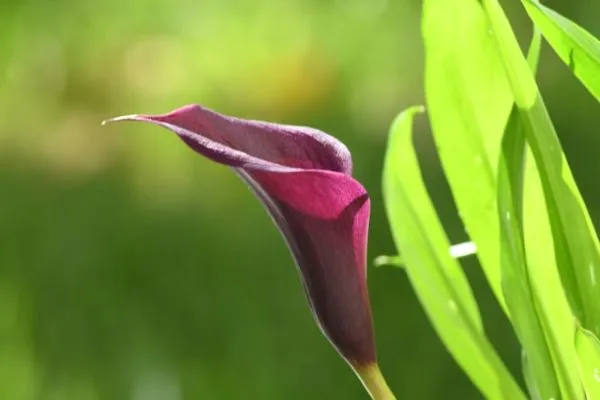 Calla als farbstarker Akzent in der Gartengestaltung