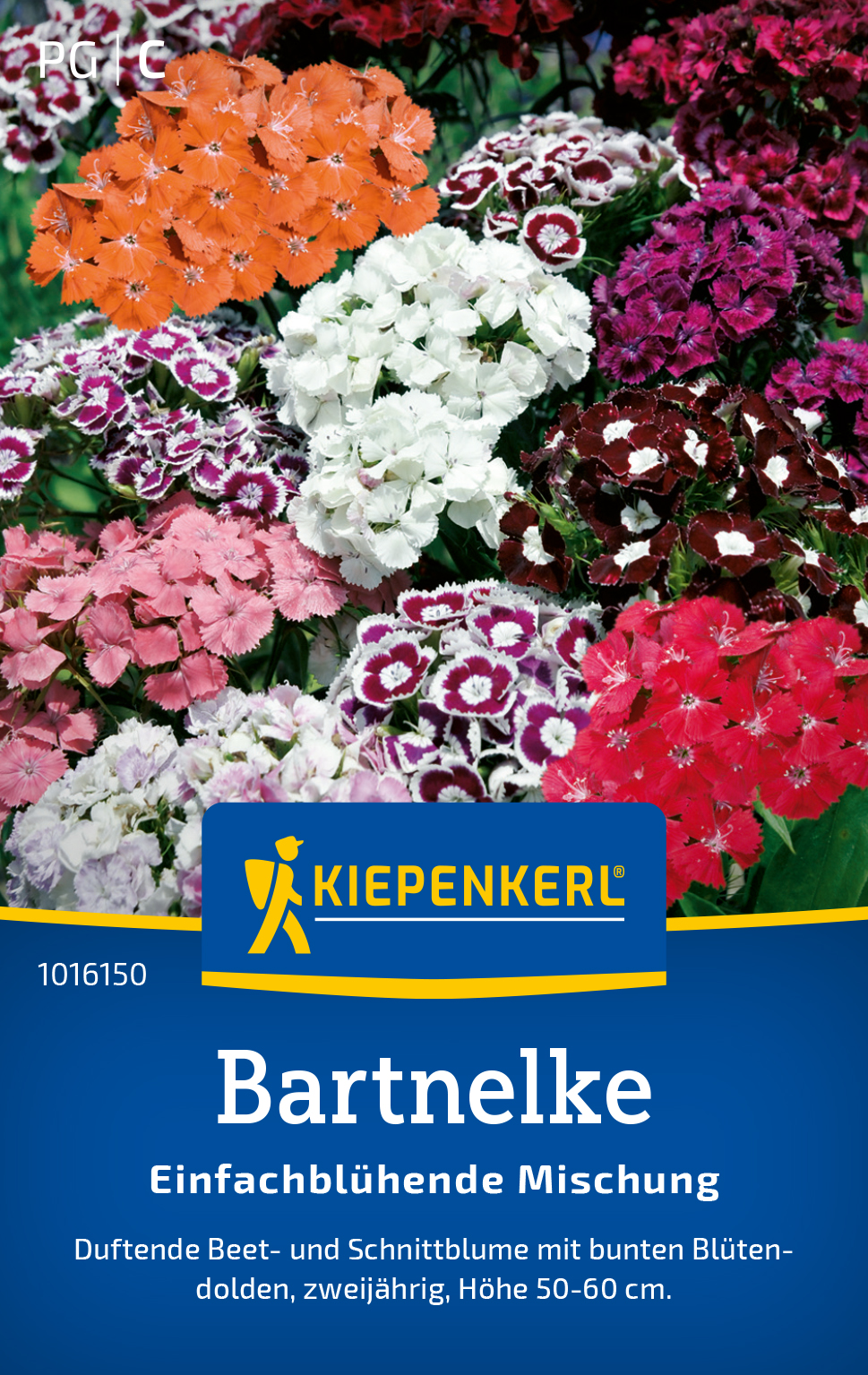 Dianthus barbatus einfache Mischung