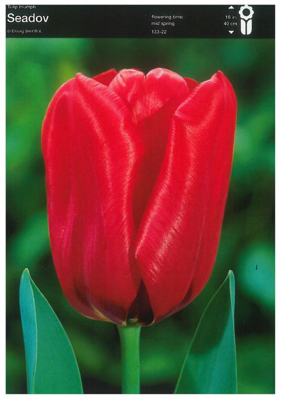 Tulpe Triumph Seadov
