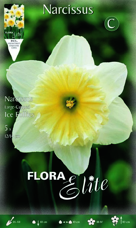 Narzisse Ice Folies 12/14