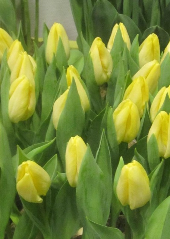 Tulpe Einfache frühe Sunny Prince