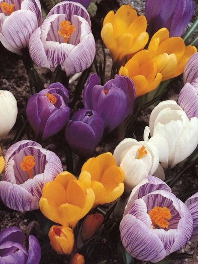 Krokus Füllhorn 7/8