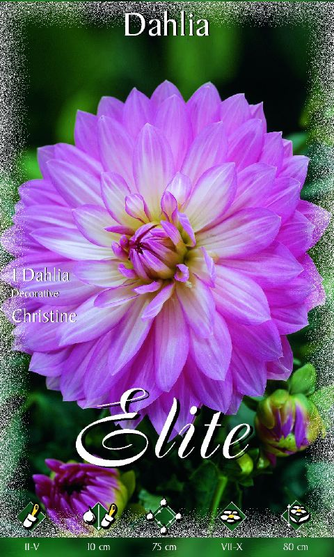 Dahlie Schmuck Christine