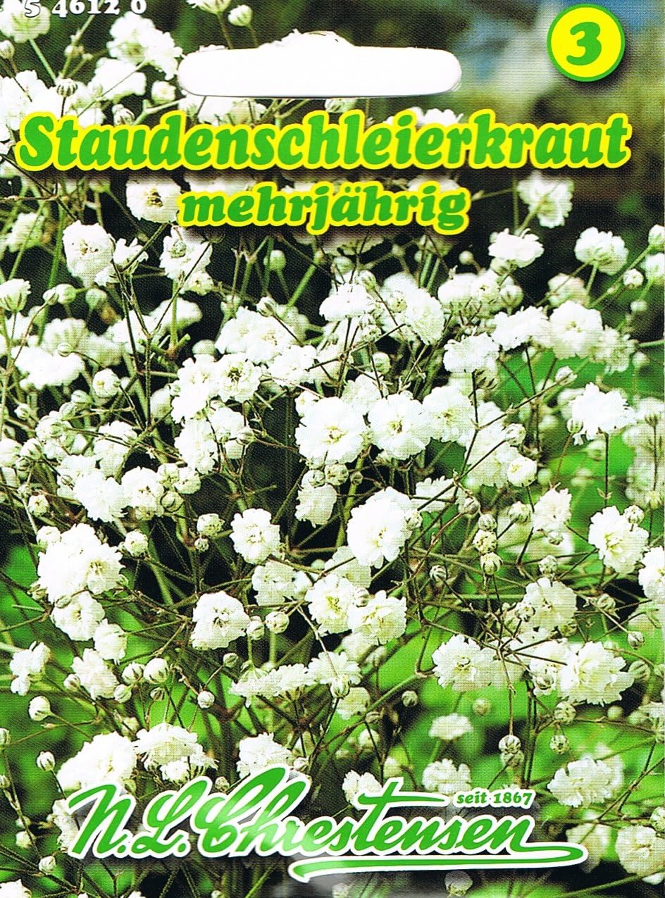 Gypsophila paniculata Schneeflocke