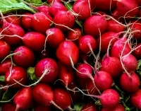 Frische rote Radieschen mit Wurzeln dicht aneinanderliegend in Nahaufnahme
