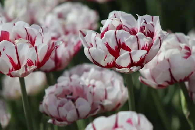 Gefüllte Späte Tulpen mit zahlreichen dicht übereinanderliegenden Blütenblättern