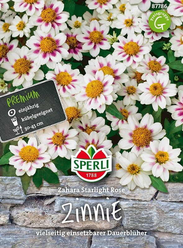 Zinnia hybr. Zahara Starlight Rose
