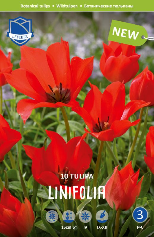 Tulpe Wild linifolia