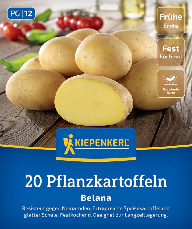 Pflanzkartoffel Belana