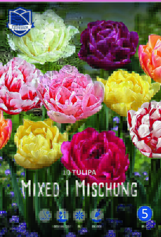 Tulpe gefüllte späte Mischung 12/+