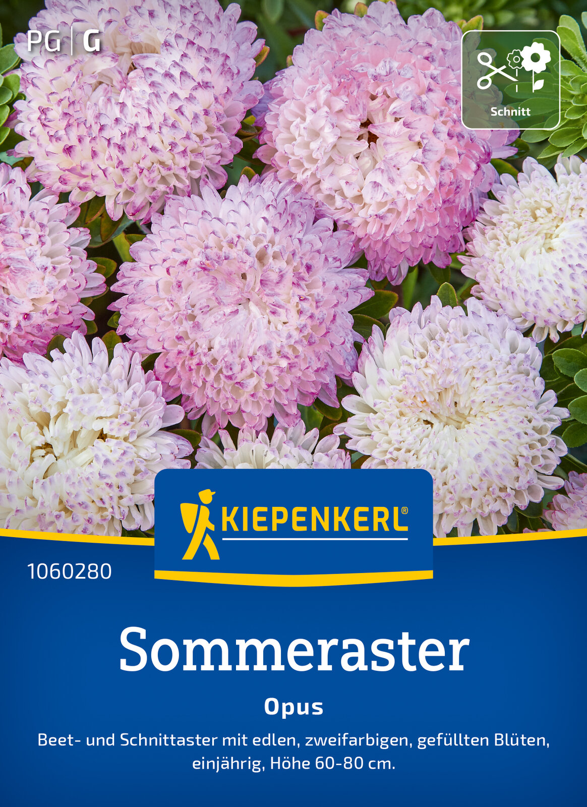 Aster Opus