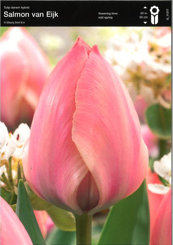 Tulpe Darwin Salmon van Ejik