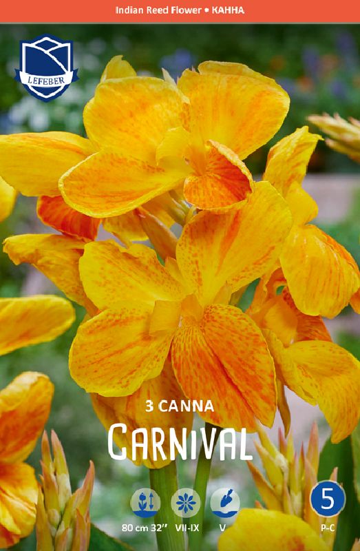 Canna Carnival 3 St