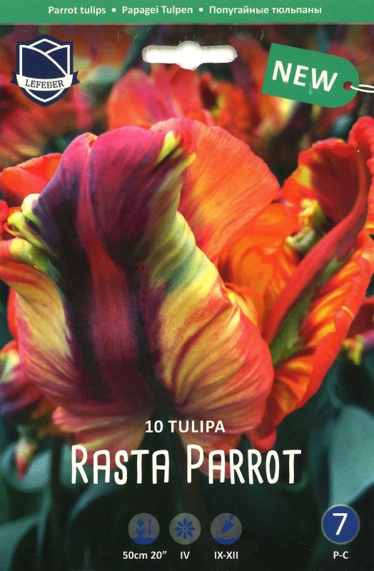 Tulpe Papagei Rasta Parrot 12+