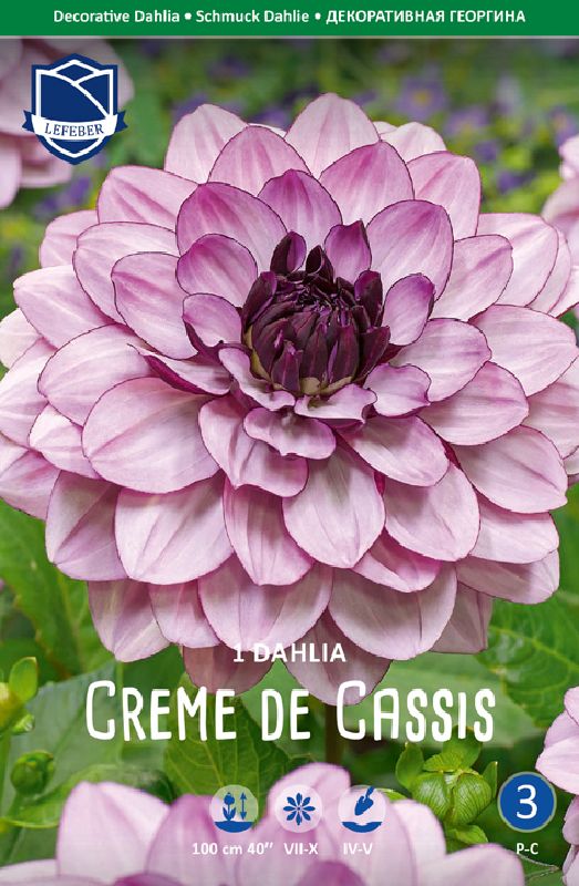 Dahlie Schmuck Creme de Cassis
