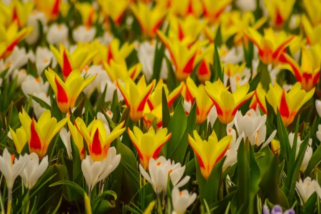 Kaufmanniana-Tulpen mit Krokussen in einer niedrigen Frühlingspflanzung