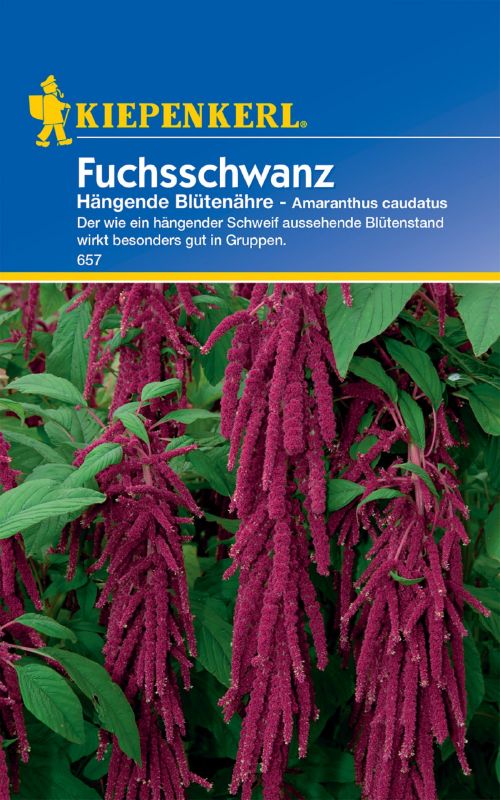 Amaranthus Fuchsschwanz