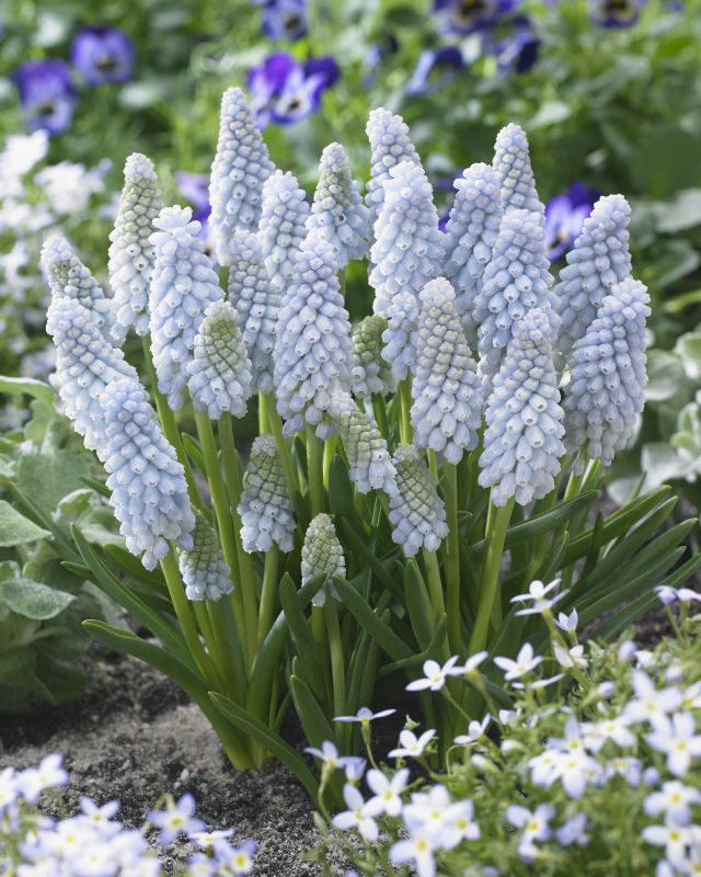 Traubenhyazinthe - Muscari Babys Breath 7+