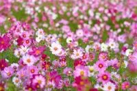 Rosa und weiße Blüten einer bunten Blumenwiese