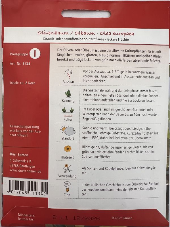 Olea europaea Olivenbaum - Produktbild 2