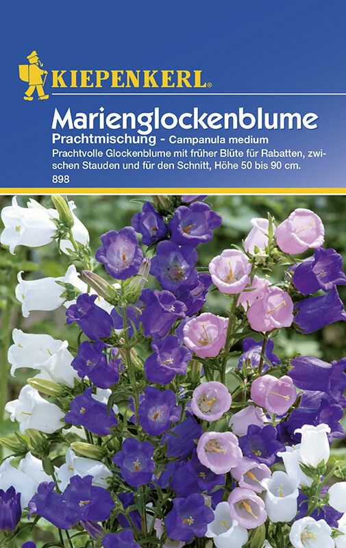Marienglockenblume einfach