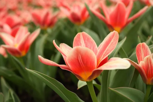 Kaufmanniana-Tulpen mit frühem botanischem Charakter