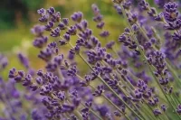 Lavendel