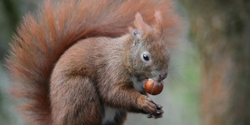Eichhörnchen hält eine Haselnuss vor unscharfem Waldhintergrund