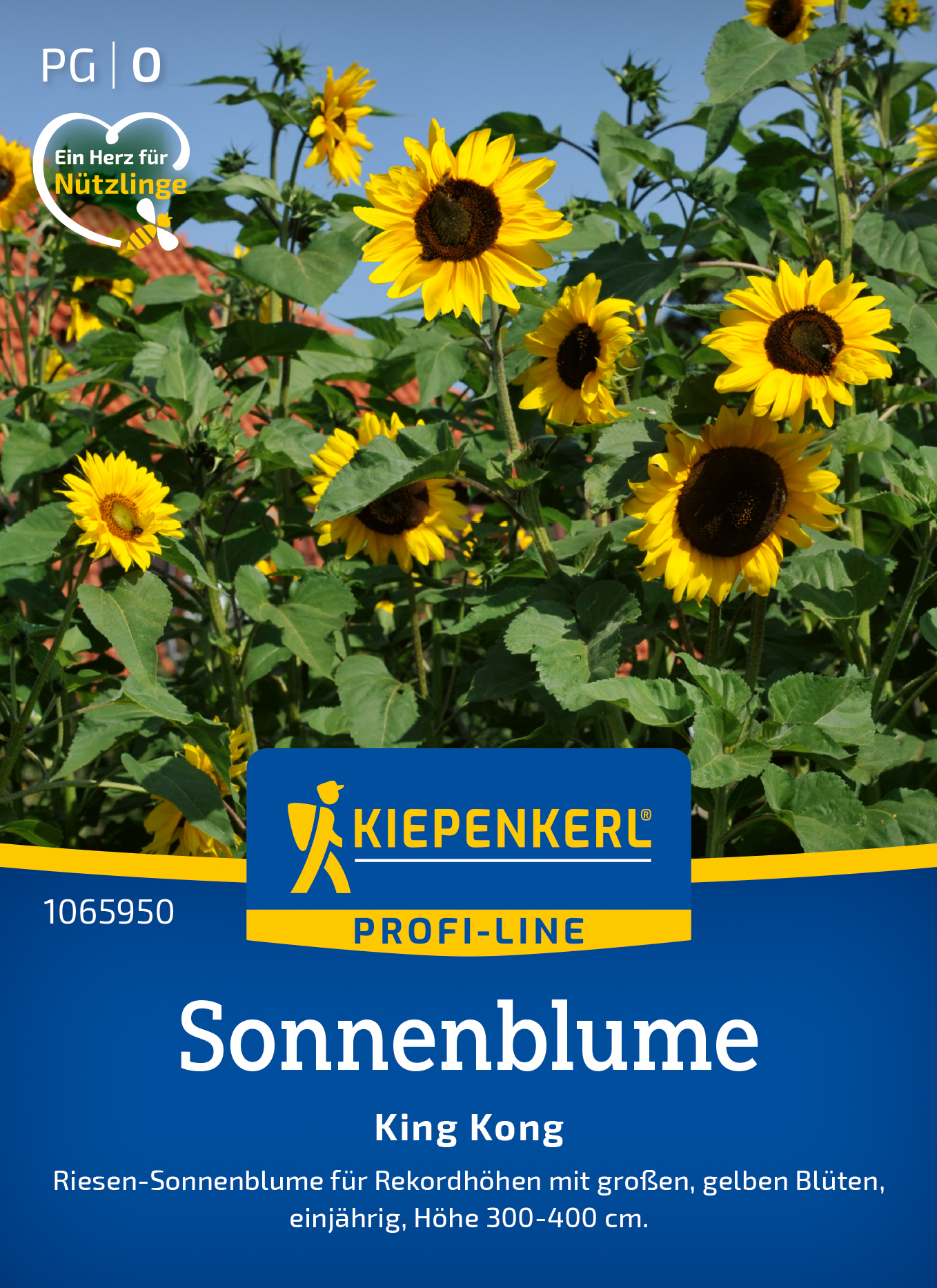 Helianthus annuus King Kong