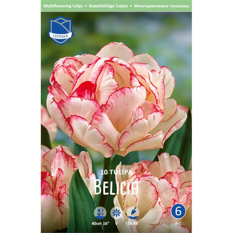 Tulpe mehrbl. gef. Belicia 12/14