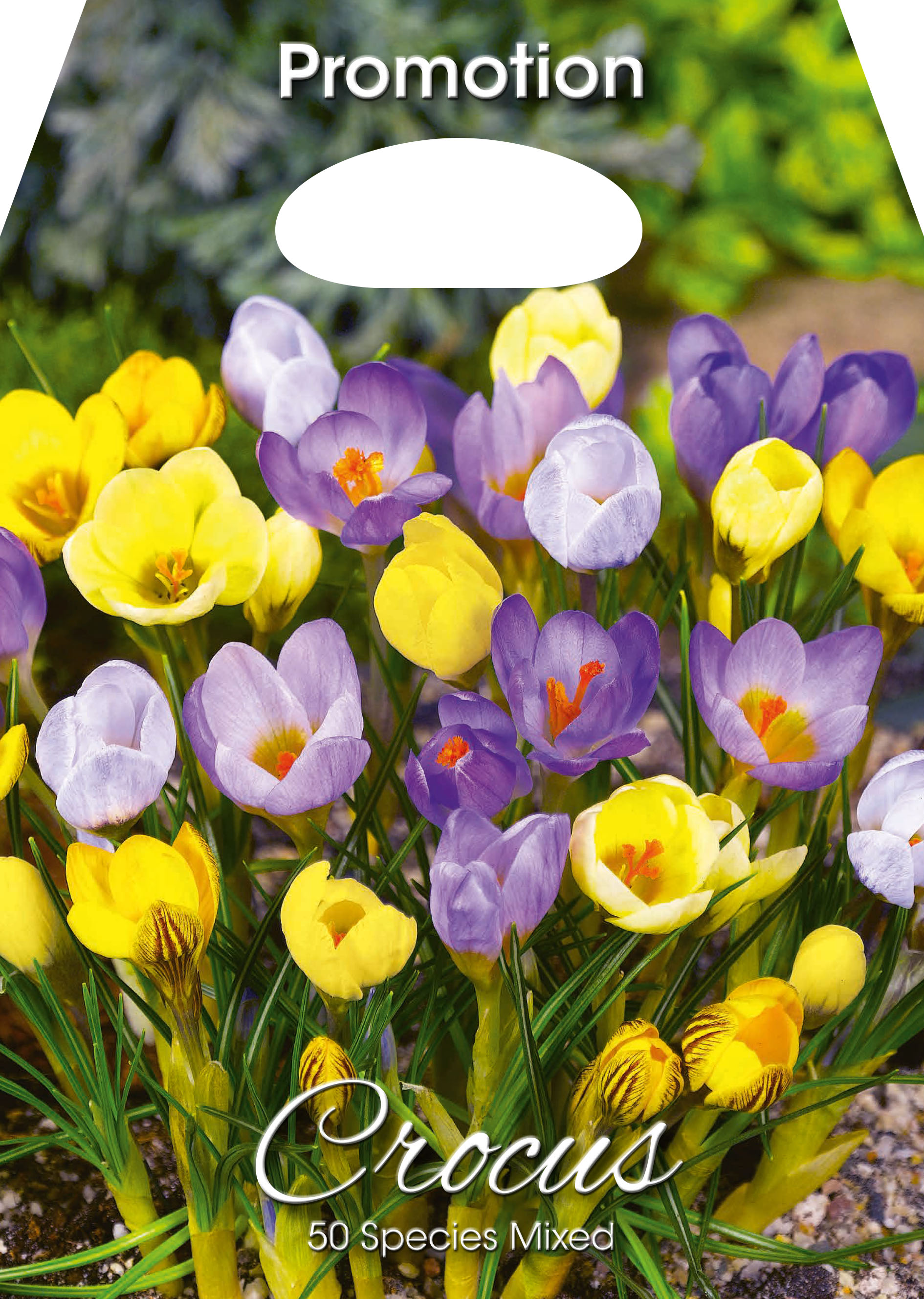 Krokus Vorfrühlingskrokus