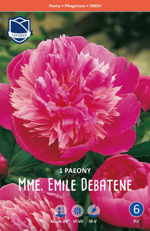 Pfingstrose - Paeonia "Madame Emile Debatene"