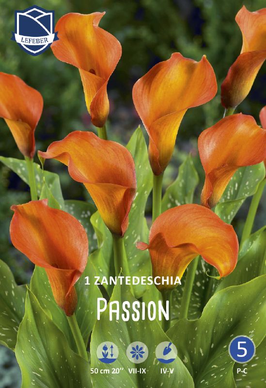 Zantedeschia Calla orange