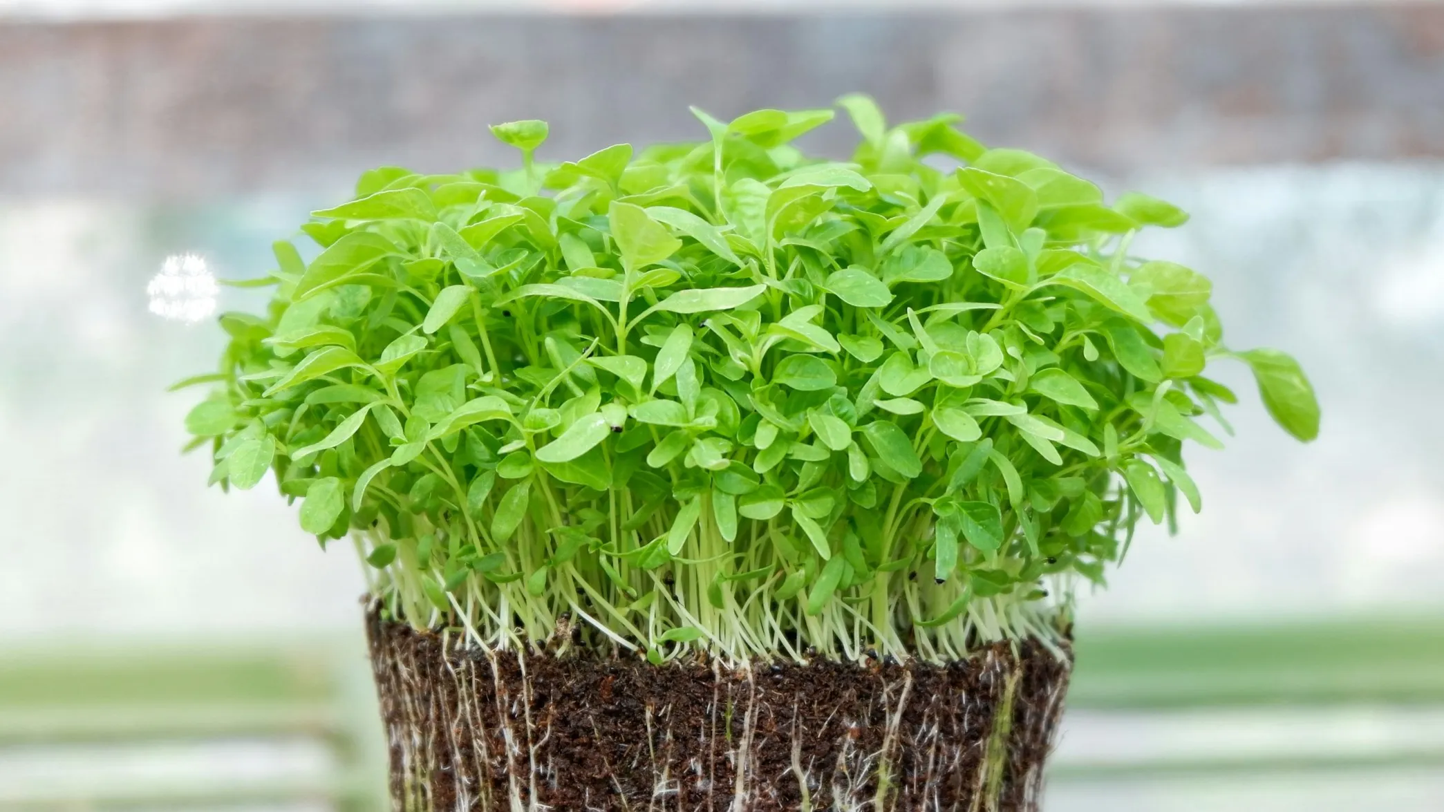 Dicht gewachsene Kresse (Lepidium sativum) als Keimlinge mit sichtbaren Wurzeln auf Substrat