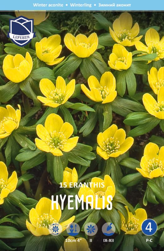 Winterling hyemalis 4/5