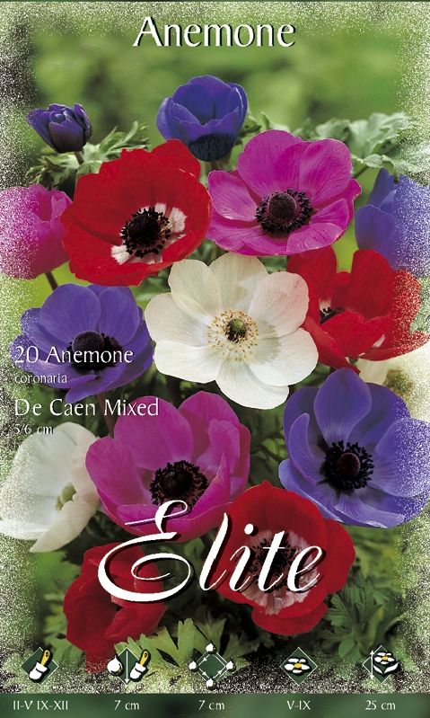 Kronen-Anemone ‘De Caen’