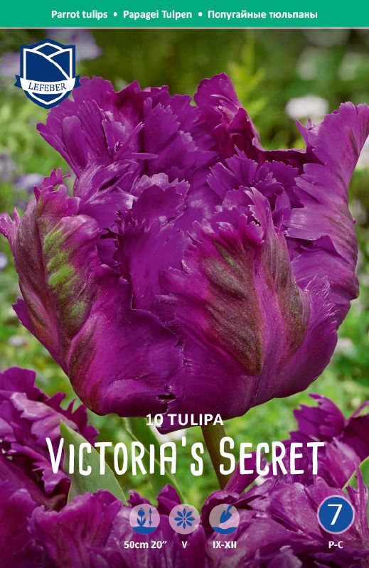 Tulpe Papagei  Victoria's Secret 11/12