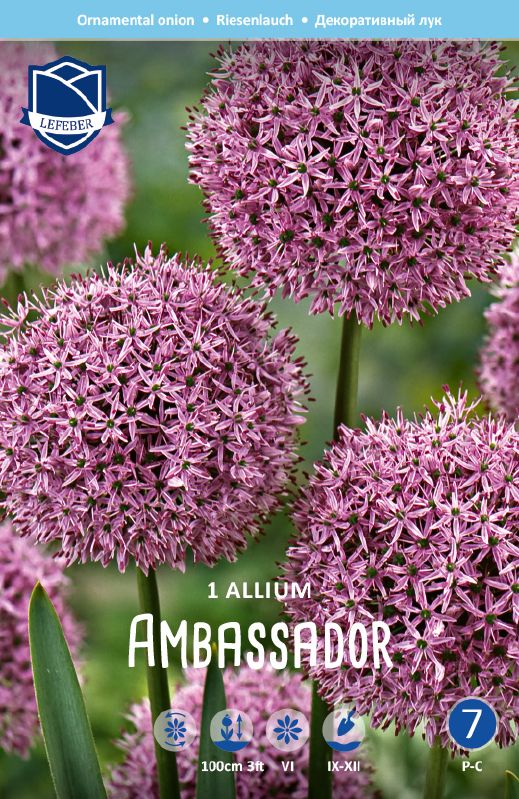 Allium Ambassador 28/+