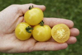 Bio Tomate Cocktail Zitronentraube - Produktbild 3