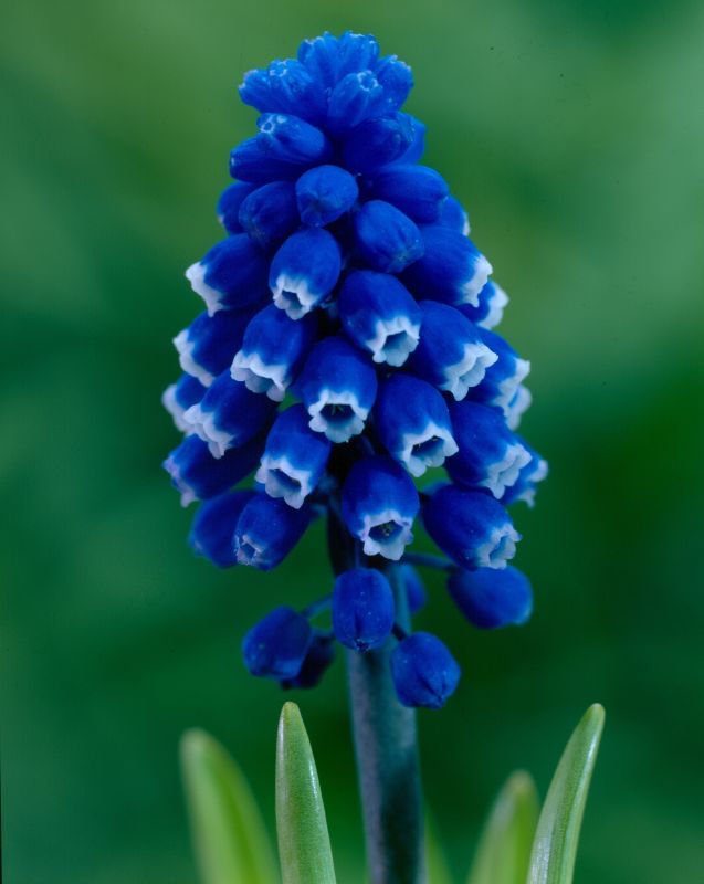 Muscari armeniacum "Dark Eyes"