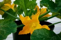 Gelbe Zucchiniblüte an der Pflanze mit grünen Blättern in Nahaufnahme