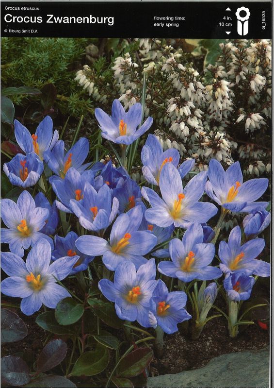 Krokus etruscus Zwanenburg