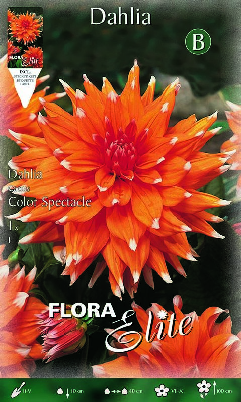 Dahlie Color Spectacle