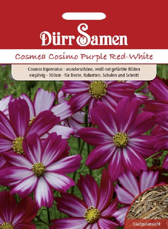Cosmos bipinnatus  Purple Red-White