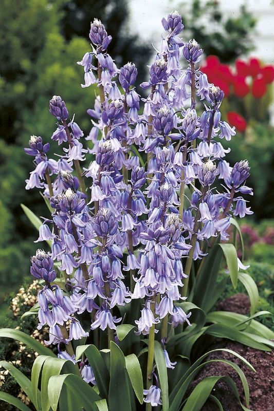 Hyacinthoides his. blau 8/10