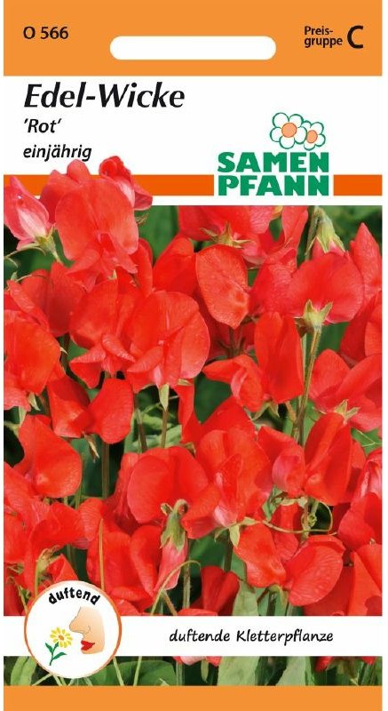 Lathyrus Royal Riesen, scharlach